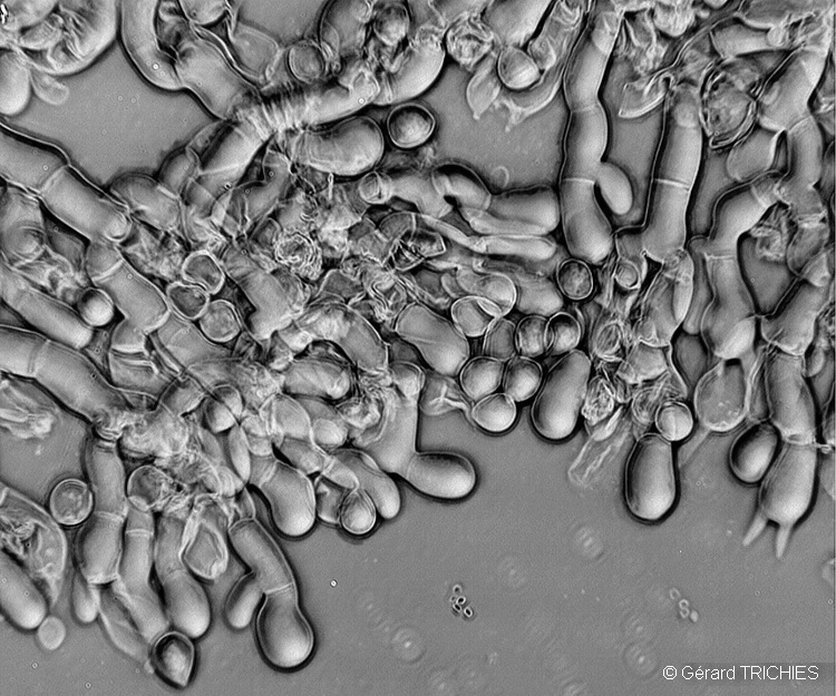 Crosta da determinare - foto 0283 (Thanatephorus fusisporus)